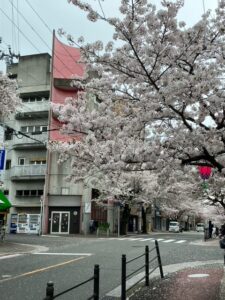 桜満開です！！